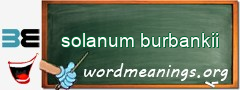 WordMeaning blackboard for solanum burbankii